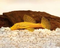 L-144 Gold Ansistruce sp.