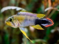 Azurzwergbuntbarsch / Apistogramma panduro