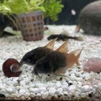 Schwarzkopf panzerwels / Rio tomo / Hoplisoma sp. CW217