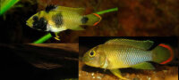 Panda Zwergbuntbarsch / Apistogramma nijsseni