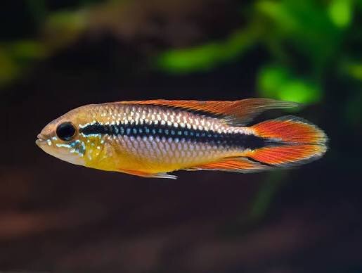 Roter Agassiz Zwergbuntbarsch / Apistogramma agassizii super red