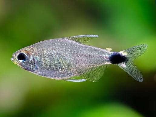 Schwanzflecksalmler / Hyphessobrycon heliacus