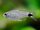 Schwanzflecksalmler / Hyphessobrycon heliacus