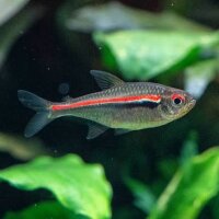 Amapa Glühlichtsalmler / Hyphessobrycon amapaensis