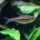 Amapa Glühlichtsalmler / Hyphessobrycon amapaensis
