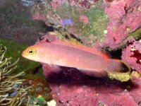 Eleganter Zwergbarsch / Pseudochromis elongatus