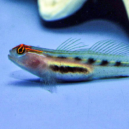 Rotkopfgrundel / Elacatinus puncticulatus