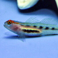 Rotkopfgrundel / Elacatinus puncticulatus