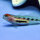 Rotkopfgrundel / Elacatinus puncticulatus