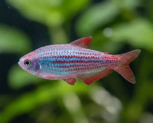 Purpurstreifen Königssalmler / Inpaichtys parauapiranga