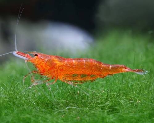 Orange Mandaringarnele / Caridina thambipillai