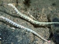 Drachenkopf Seenadel / Corythoichthys intestinalis