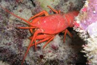 Rote Pelzlanguste / Palinurellus wieneckii