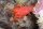 Rote Pelzlanguste / Palinurellus wieneckii