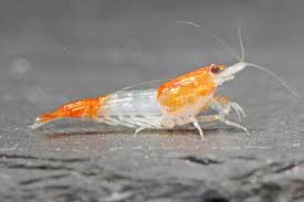 Rili Orange Zwerggarnele / Neocaridina davidi