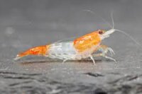 Rili Orange Zwerggarnele / Neocaridina davidi