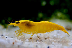 Yellow Golden Top Zwerggarnele / Neocaridina davidi