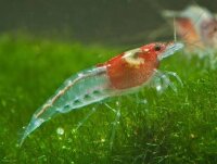 Red Neck Zwerggarnele  / Neocaridina davidi