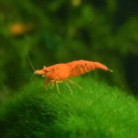 Orange Zwerggarnele  / Neocaridina davidi