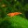 Orange Zwerggarnele  / Neocaridina davidi
