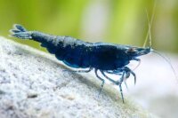 Blue Velvet Zwerggarnele  / Neocaridina davidi
