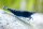 Blue Velvet Zwerggarnele  / Neocaridina davidi