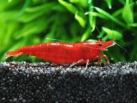 Bloody Marry Zwerggarnele  / Neocaridina davidi