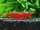 Bloody Marry Zwerggarnele  / Neocaridina davidi