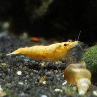 Crested Cream Zwerggarnele  / Neocaridina davidi