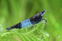 Rili Black Zwerggarnele / Neocaridina davidi