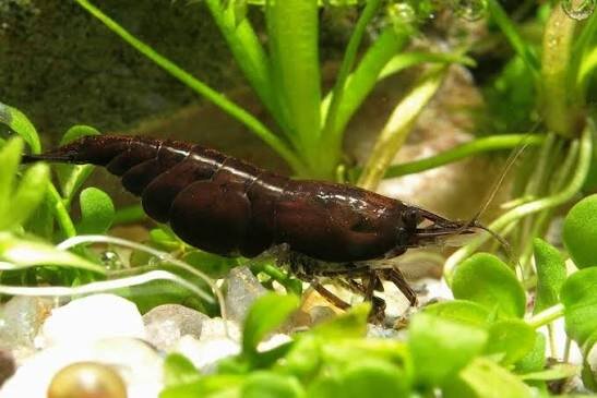 Chocolate fire Zwerggarnele  / Neocaridina davidi