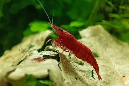 Fire Red Zwerggarnele  / Neocaridina davidi