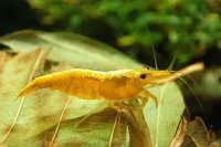 Yellow Fire Zwerggarnele  / Neocaridina davidi