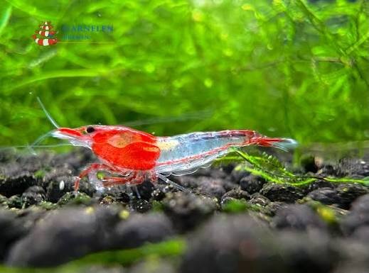 Rili Red Zwerggarnele / Neocaridina davidi