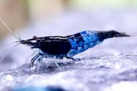 Black Blue Zebra Zwerggarnele  / Neocaridina david