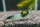 Rili Green Zwerggarnele / Neocaridina davidi