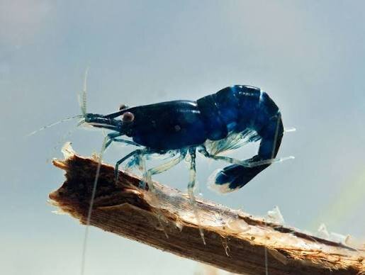 Sapphire Zwerggarnele  / Neocaridina davidi