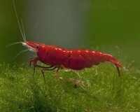 Sakura Zwerggarnele / Neocaridina davidi