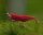 Sakura Zwerggarnele / Neocaridina davidi