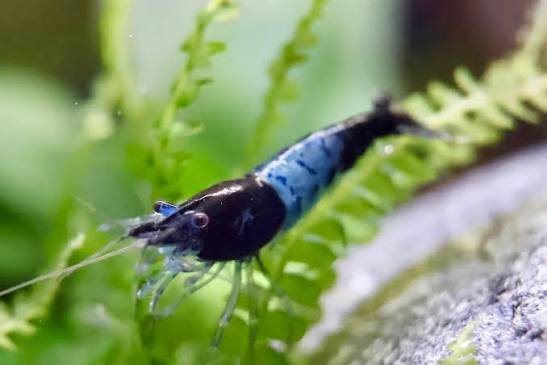 Rili Blue Zwerggarnele / Neocaridina davidi