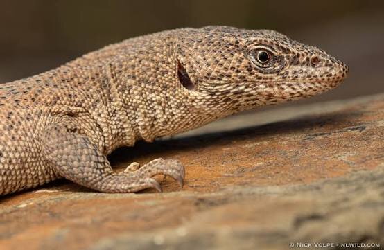 Primos Zwergwaran / Varanus primordius
