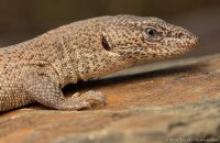 Primos Zwergwaran / Varanus primordius