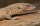 Primos Zwergwaran / Varanus primordius