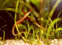 Kleine Süßwassernadel / Enneacampus ansorgii