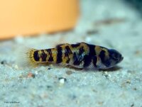 Burma-Ringelgrundel / Brachygobius xanthomelas