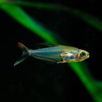 Kolibrisalmler / Tyttocharax sp. Crystal