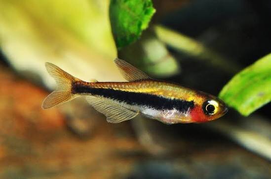 Tucanosalmler / Tucanoicthys tucano