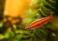 Purpurprachtziersalmler / Nannostomus rubrocaudata