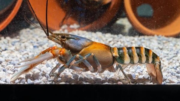 Zebra krebs / Cherax tiger