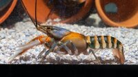 Zebra krebs / Cherax tiger